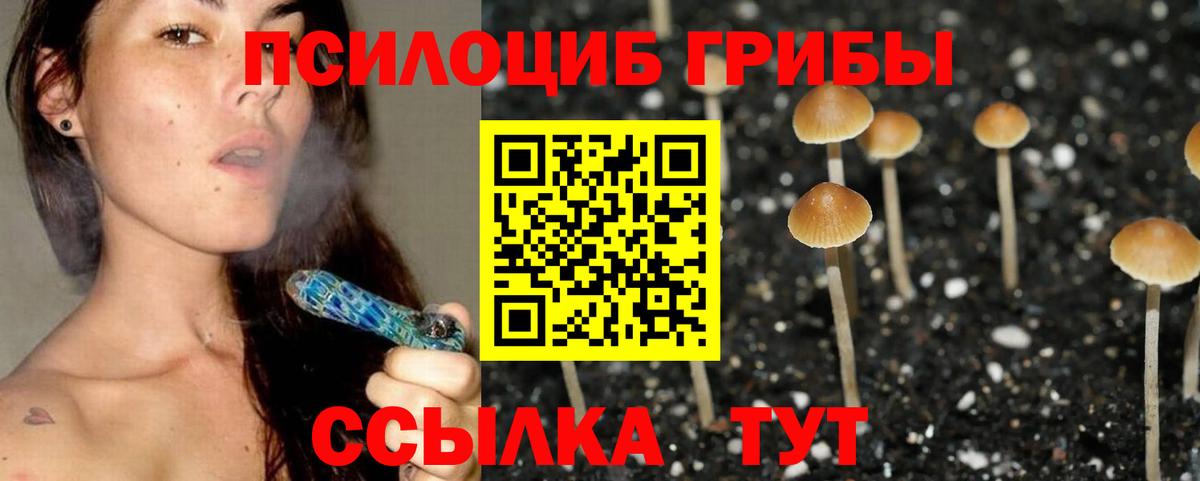 Галлюциногенные грибы Psilocybe Камень-на-Оби